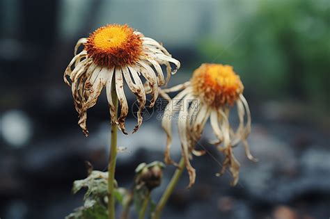 植物枯萎風水